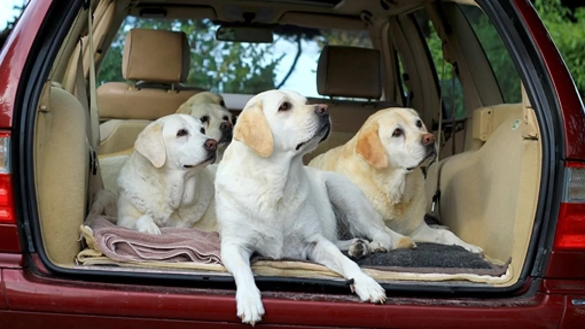 khử mùi ô tô khi chở chó nuôi