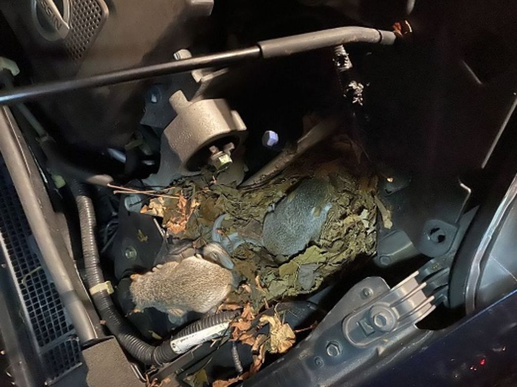 Chuột trong khoang ô tô 