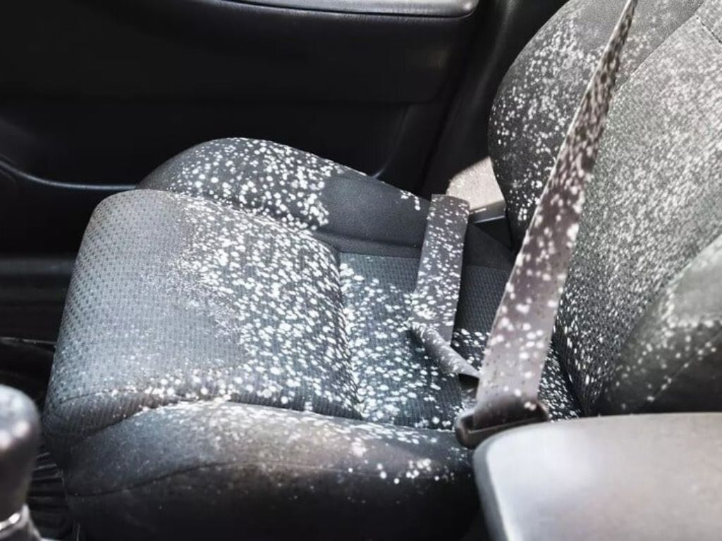 Ghế nỉ ô tô dính nấm mốc trắng, cần vệ sinh diệt khuẩn – vệ sinh ghế da ô tô bị mốc, làm sạch và khử mùi hiệu quả.